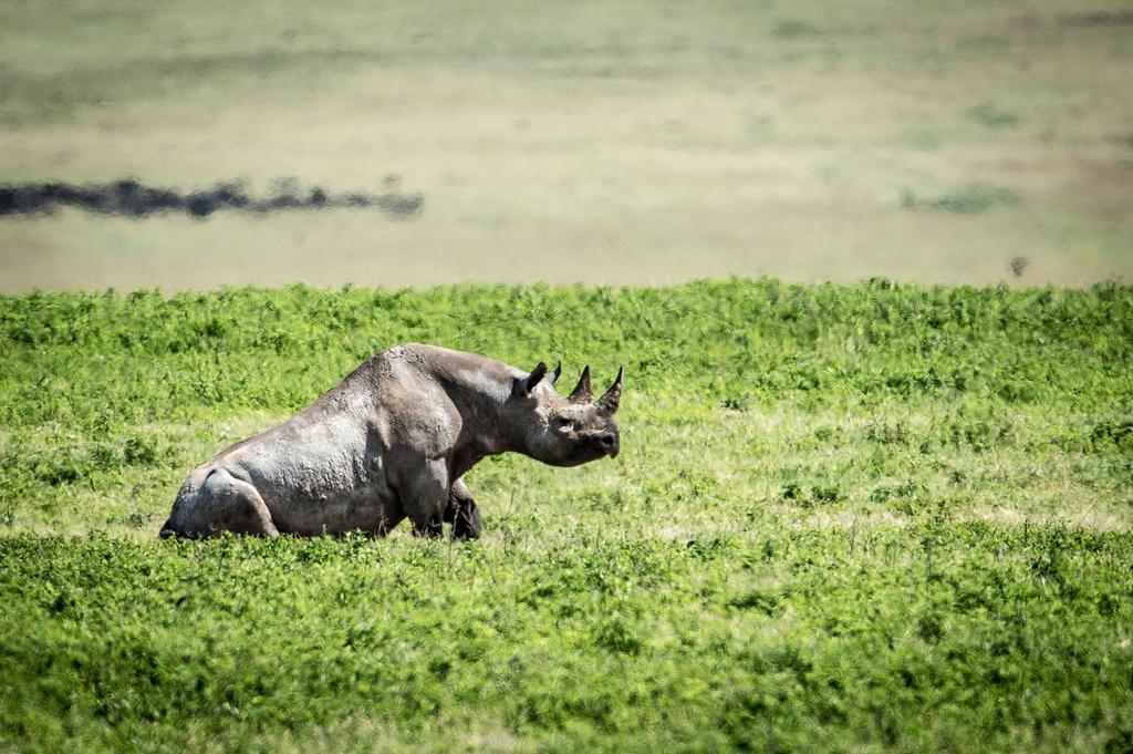 Hotel Gibb'S Farm Karatu Zewnętrze zdjęcie