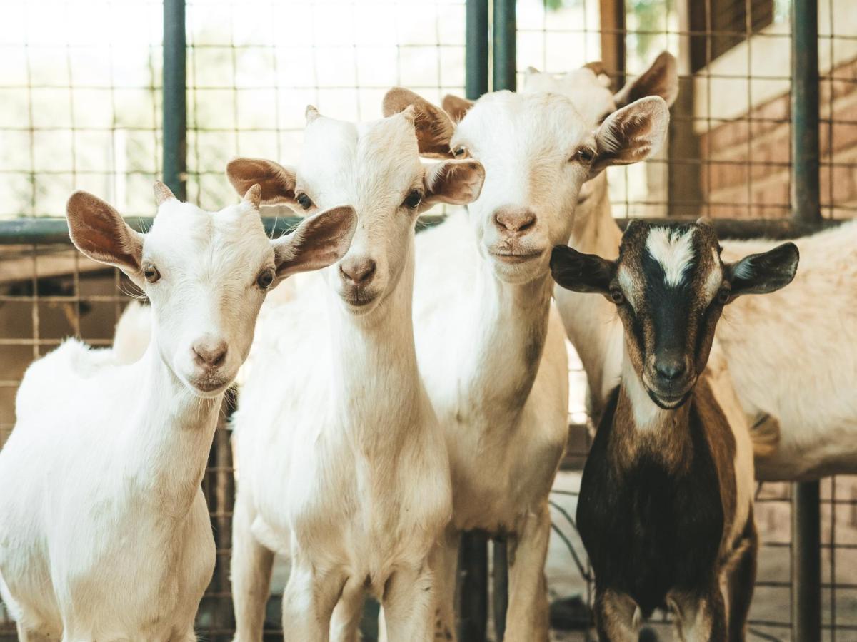 Hotel Gibb'S Farm Karatu Zewnętrze zdjęcie